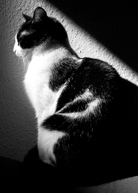 Black & White Cat